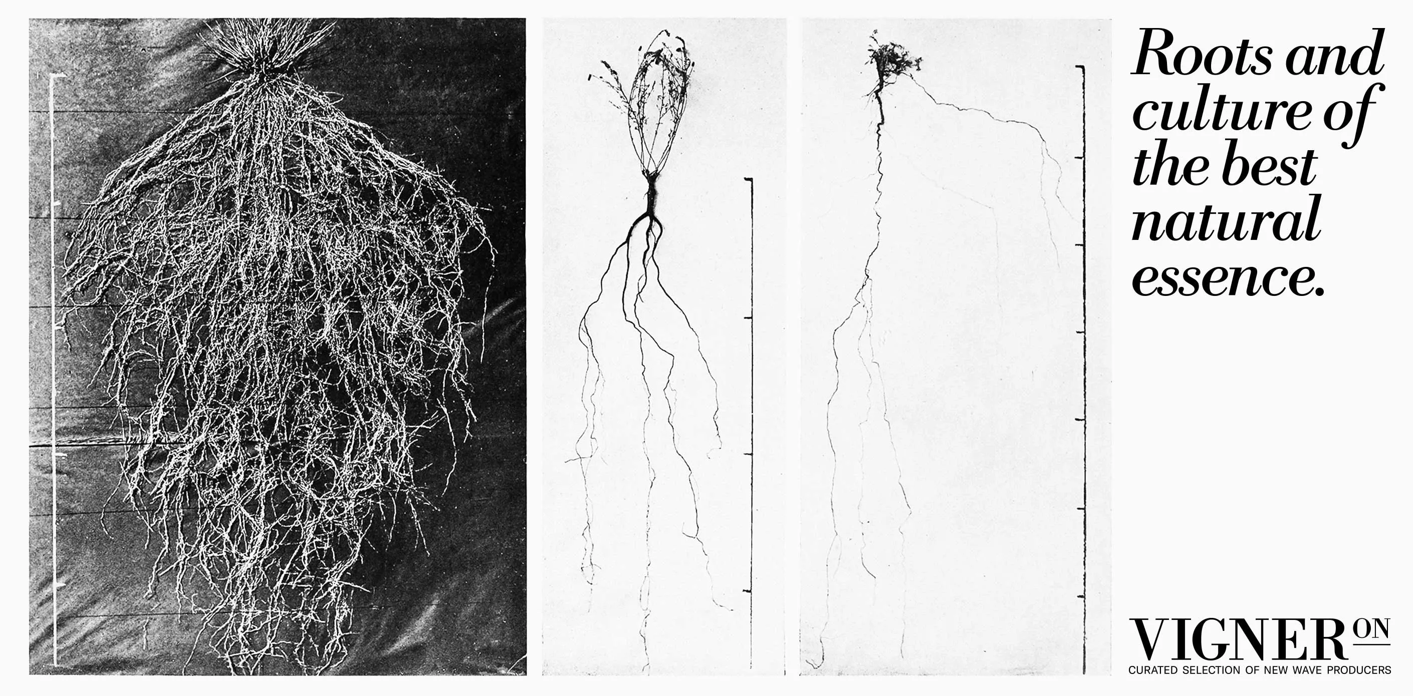 VIGNERON — 1